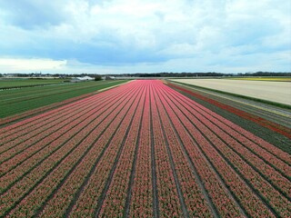 Tulip field in spring holland
