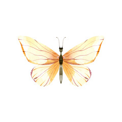 Fototapeta na wymiar Watercolor hand painted butterfly clipart. Cute field insect, meadow nature insects.