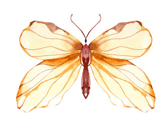 Watercolor hand painted butterfly clipart. Cute field insect, meadow nature insects.