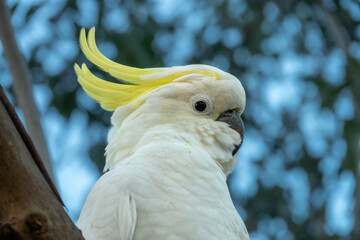 Sulphur-crested cockatoo (Cacatua galerita) potrait, Sydney, New South Wales, Australia