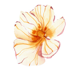 Fototapeta na wymiar Watercolor pink yellow poppy flower. Tender field lower clipart.