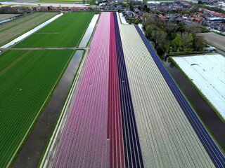 Tulip fields holland 