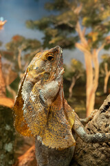 Australian Frilled Lizard, also known as Frill Neck, Frilled Neck Lizard, Frilled Dragon, Frilly.