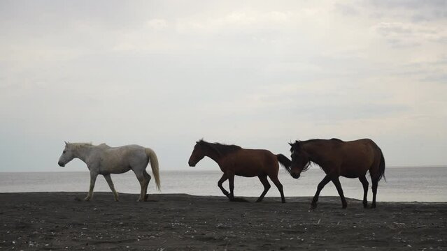 3 three wild horses walking on the beach of Black sea, Ureki, Georgia. coast with black magnetic sand. 