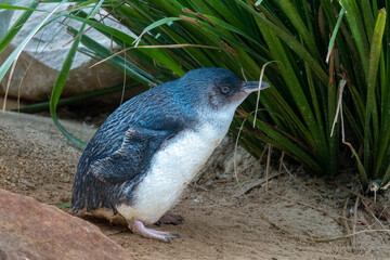Australian little penguin (Eudyptula novaehollandiae), also called the fairy penguin, native to...