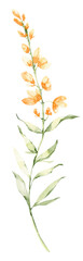Fototapeta na wymiar Watercolor yellow field flower, floral hand painted clipart. Botanical illustration.