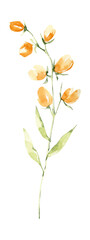 Watercolor yellow field flower, floral hand painted clipart. Botanical illustration.