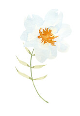 Watercolor field flower, floral hand painted clipart. Botanical illustration.