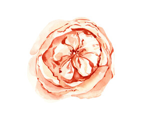 Watercolor rose flower. Summer elegant blooming flower clipart.