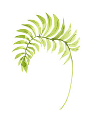 Watercolor fern clipart. Greenery digital image. green forest leaf. 