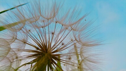 dandelion on the sky
