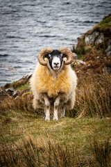Blackface sheep, isle of Skye Scotland