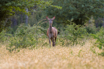 doe photographed on the lookout in the forest of fontainebleau