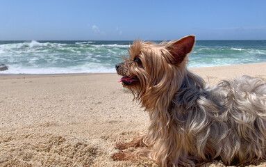 Yorkshire Terrier dog portrait, lying on sandy beach in summer, looking out over the ocean.