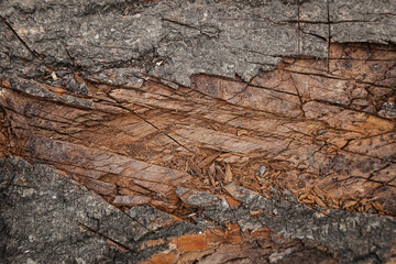 background for photo, texture, stump. deforestation. Trees are cut down. deforestation. chopped stump. Felled tree.