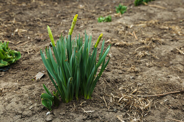 Green sprout of daffodils growing out of the soil. Close-up of wild daffodil rising from earth with selective focus on foreground