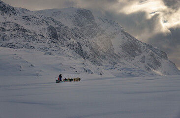Greenlandic dogs © Adam