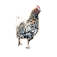 Color sketch of a hen with transparent background