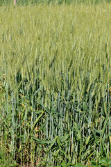 closeup the bunch ripe green wheat stitch plant growing with leaves in the farm field soft focus natural green brown background.