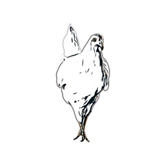 Color sketch of a hen with transparent background