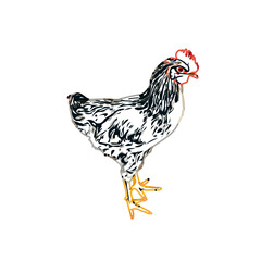 Color sketch of a hen with transparent background