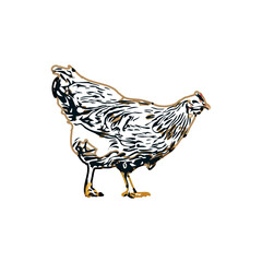 Color sketch of a hen with transparent background