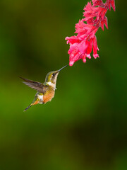 Magenta-throated Woodstar Hummingbird in flight collecting nectar from pink orchid flower on green background