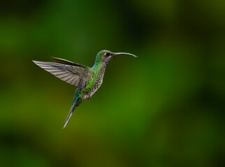 Violet sabrewing Hummingbird in flight against green background