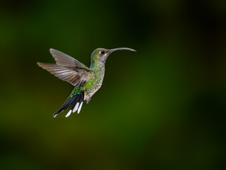 Violet sabrewing Hummingbird in flight against green background