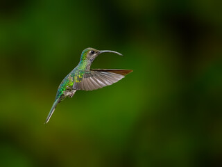 Violet sabrewing Hummingbird in flight against green background