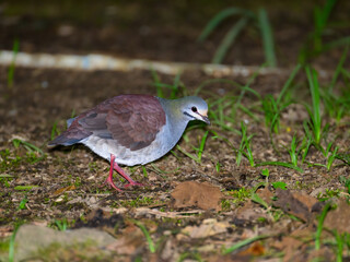 Buff-fronted Quail-Dove foraging on ground