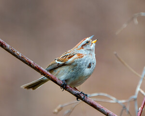 American Tree Sparrow Photo and Image. Sparrow close-up view perched on a tree branch and singing and enjoying its environment and habitat surrounding with a blur brown background.