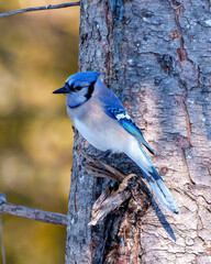 Blue Jay Photo and Image. Close-up side view, perched on a tree branch with blur background in its environment and habitat surrounding. Jay picture. Jay Portrait.
