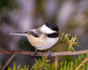 Chickadee Photo and Image. Close-up profile view perched on a tree branch with blur coniferous background in its environment and habitat surrounding.