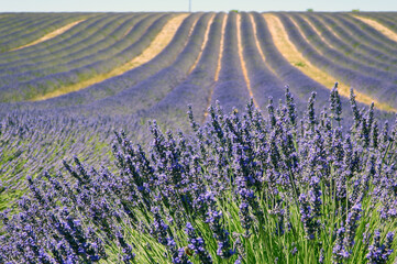 Fototapeta premium Lavender fields, Plateau de Valensole, France