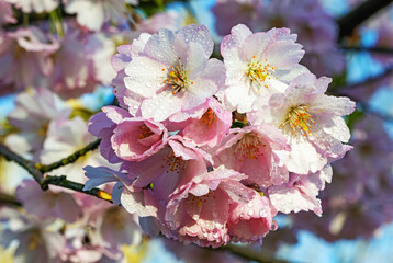 Sakura or cherry blossoms in spring with raindrops
