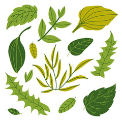 A set of green summer leaves of herbs and plants. Botany and nature. Vector flat illustration.