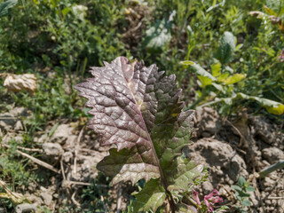 High angle close shot of a mustard plant leaf.