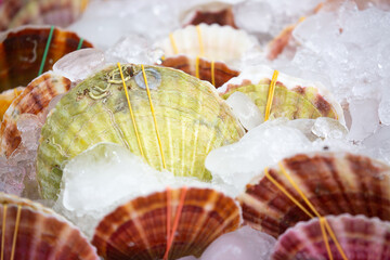 Frozen sea scallops in ice at the market. Seafood background. Sea delicacy from shellfish close-up.