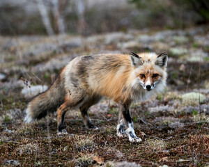 Red Fox Photo Stock. Fox Image.  Close-up profile side view looking at camera with a blur forest background in its environment and habitat.  Picture. Portrait.