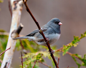 Junco Photo and Image. Close-up view perched on a tree buds with a blur forest background in its environment and habitat surrounding.