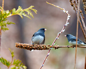 Junco Photo and Image. Junco couple close-up view perched on a dried mullein stalk plant with a blur background in their environment and habitat surrounding.
