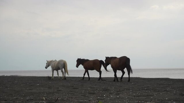 3 three wild horses walking on the beach of Black sea, Ureki, Georgia. coast with black magnetic sand