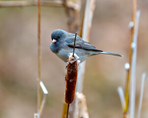 Junco Photo and Image. Slate Coloured Junco perched on a cattail with a soft background in its environment and displaying multi coloured wings.