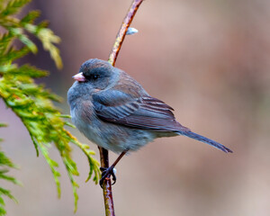 Obraz premium Junco Photo and Image. Slate Coloured Junco perched on a tree buds branch with a soft brown background in its environment and displaying multi coloured wings.