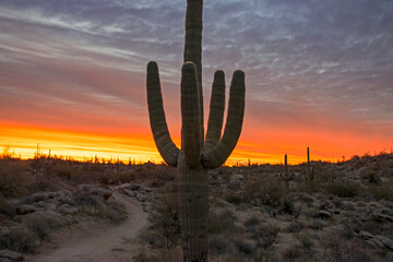 Sunrise With Saguaro Cactus Along A Hiking Trail In Arizona