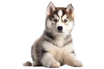 Alaskan Malamute Dog Puppy. On An Isolated Transparent Background, Png. Generative AI - obrazy, fototapety, plakaty