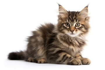 American Bobtail Kitten On White Background, Full Body. Generative AI