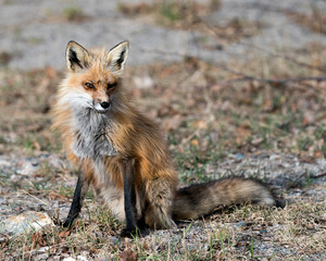 Red Fox Photo Stock. Fox Image. Sitting with a blur background in the springtime displaying fox tail, fur, in its environment and habitat. Picture. Portrait. Photo.