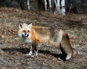 Red Fox Photo Stock. Fox Image. View in the springtime displaying fox tail, fur, in its environment and habitat with a blur birch trees background. Picture. Portrait. Photo.